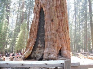 43523493-sequoia2